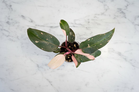 Philodendron erubescens - 'Pink Princess'