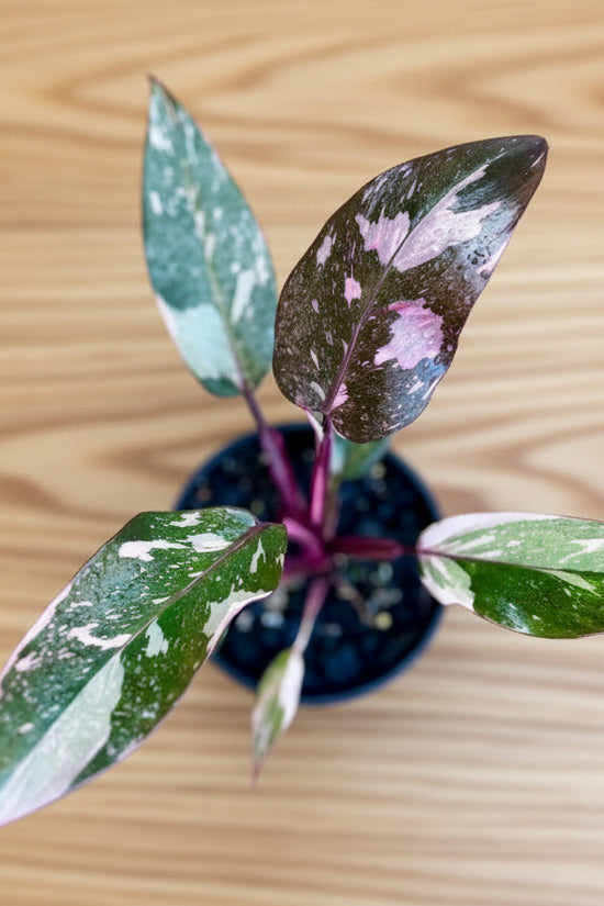 Small  Philodendron Pink Princess plant with variegated leaves on a blue background