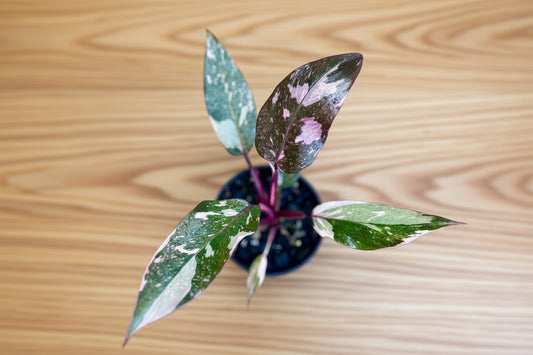 Small  Philodendron Pink Princess plant with variegated leaves on a blue background
