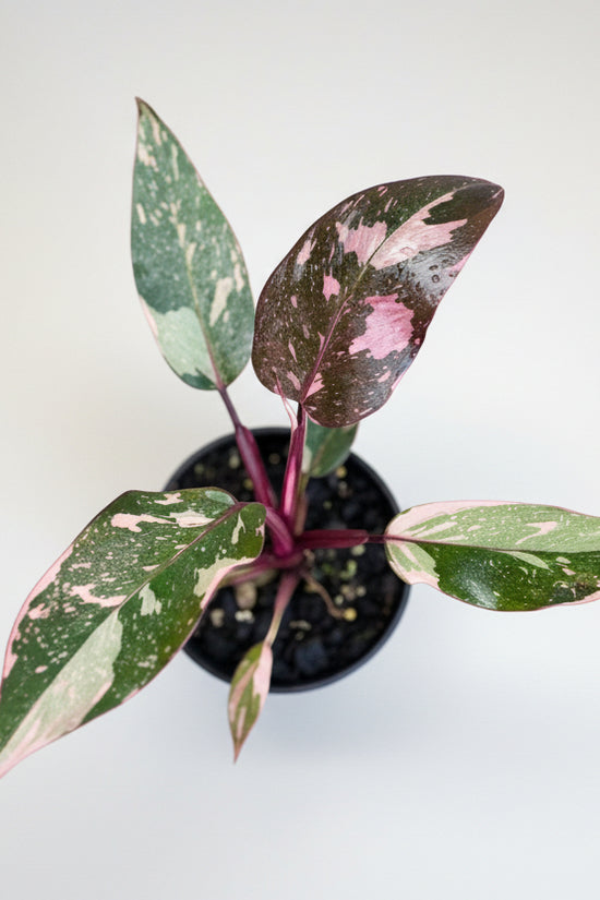 Small Philodendron Pink Princess plant with green and pink  leaves 