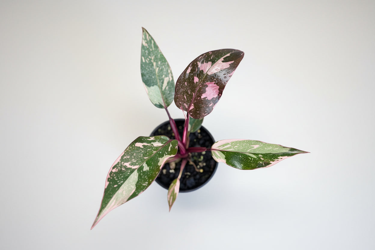 Small Philodendron Pink Princess plant with green and pink  leaves 