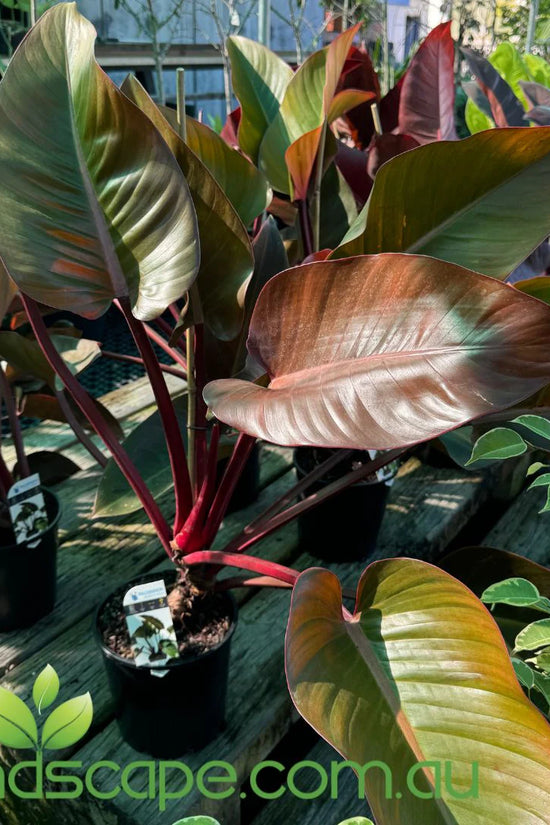 Philodendron tatei - 'Rojo Congo'
