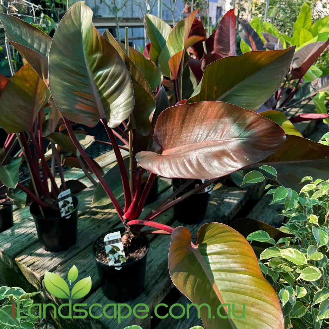 Philodendron tatei - 'Rojo Congo'