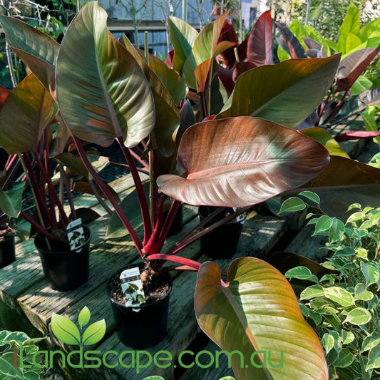 Philodendron tatei - 'Rojo Congo'