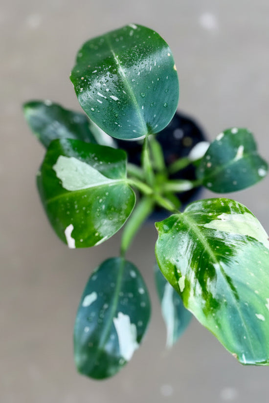 Philodendron - 'White wizard'