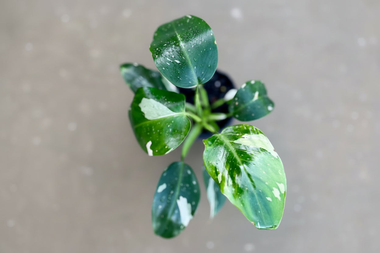 Philodendron - 'White wizard'