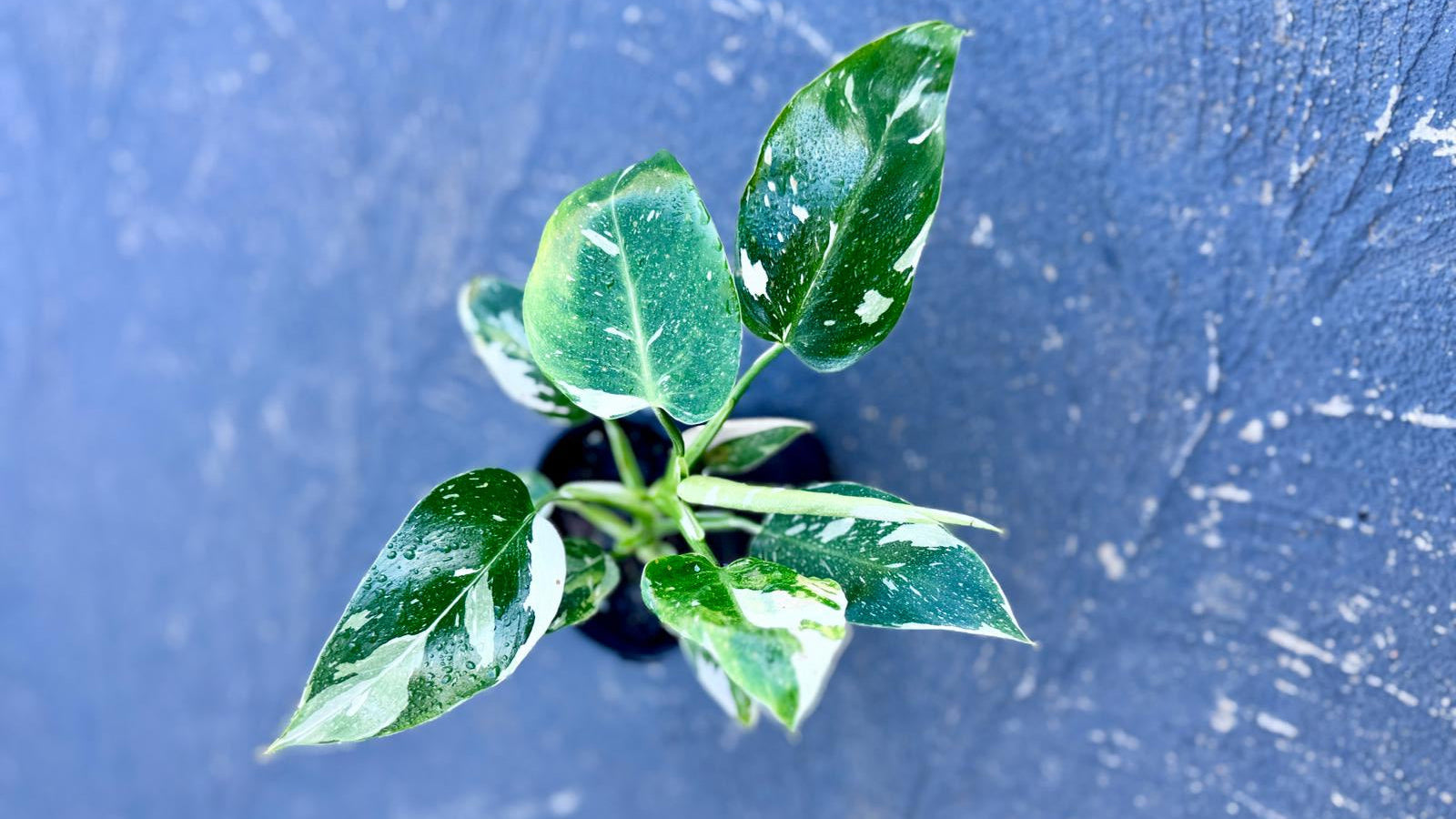 Small Philodendron White Wizard potted plant with green leaves on a blue surface