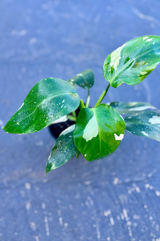 Philodendron - 'White wizard'