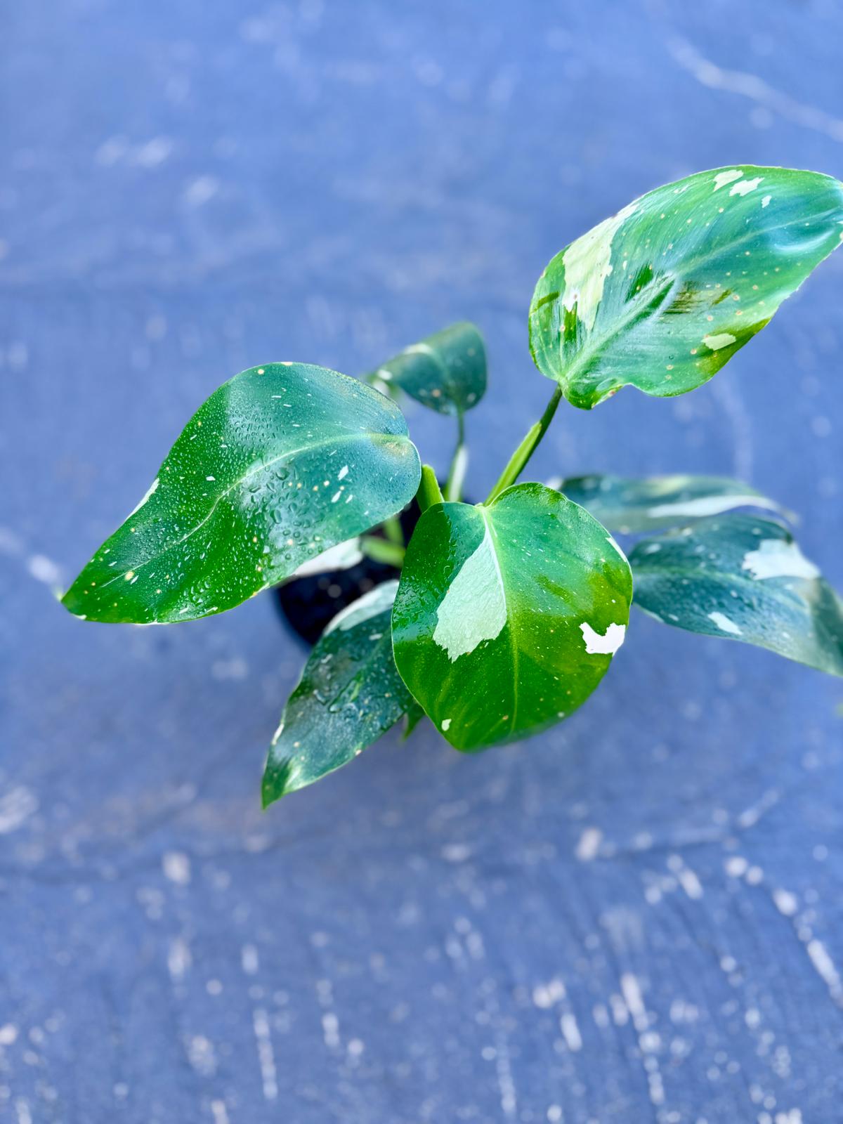 Philodendron - 'White wizard'