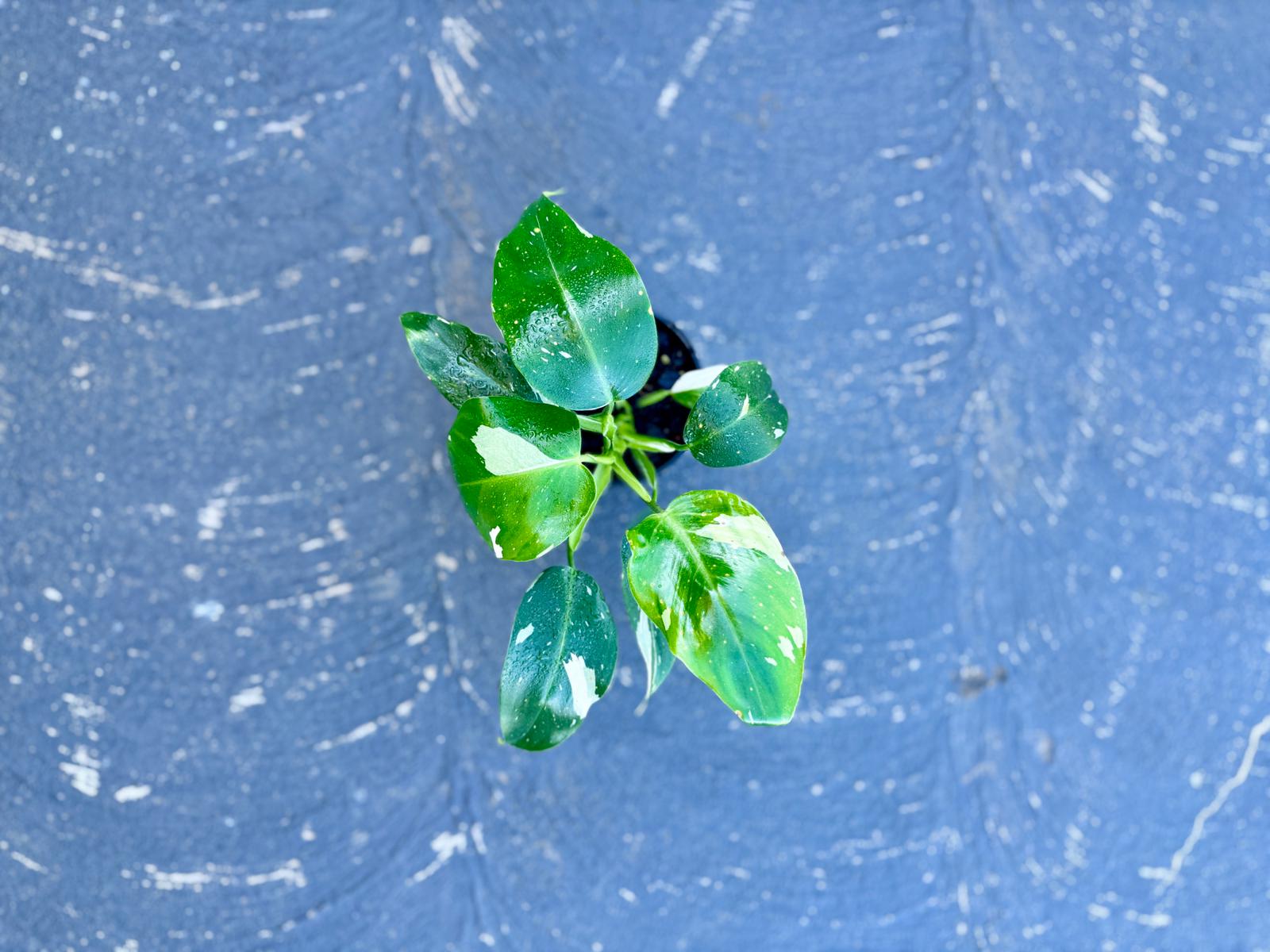 Philodendron - 'White wizard'