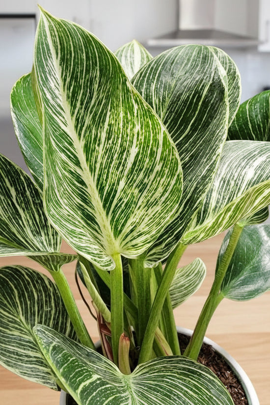Potted Philodendron Birkin with green and white leaves on a dark surface