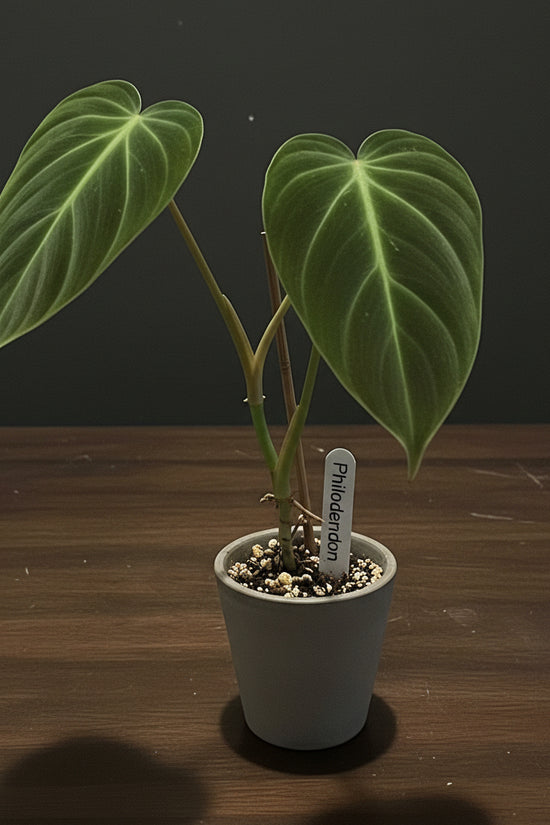Philodendron Melanochrysum On a bench top