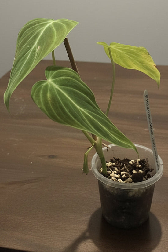 Potted Philodendron Melanochrysum on a wooden surface with a plain background
