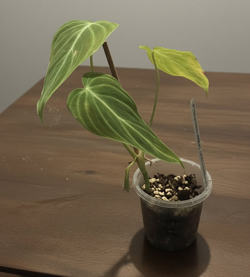 Potted Philodendron Melanochrysum on a wooden surface with a plain background
