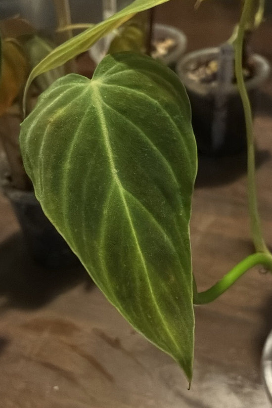 Close-up of a green Philodendron Melanochrysum  leaf with a blurred background
