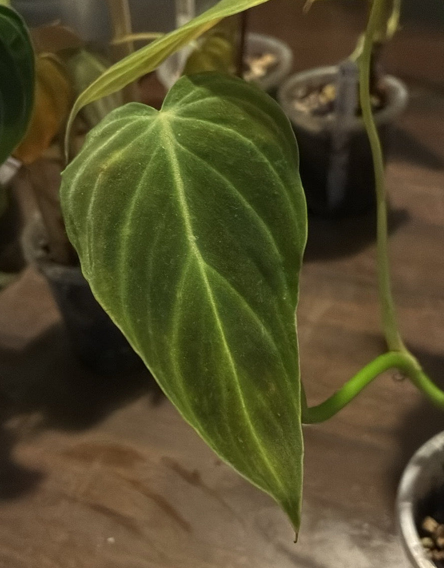 Close-up of a green Philodendron Melanochrysum  leaf with a blurred background