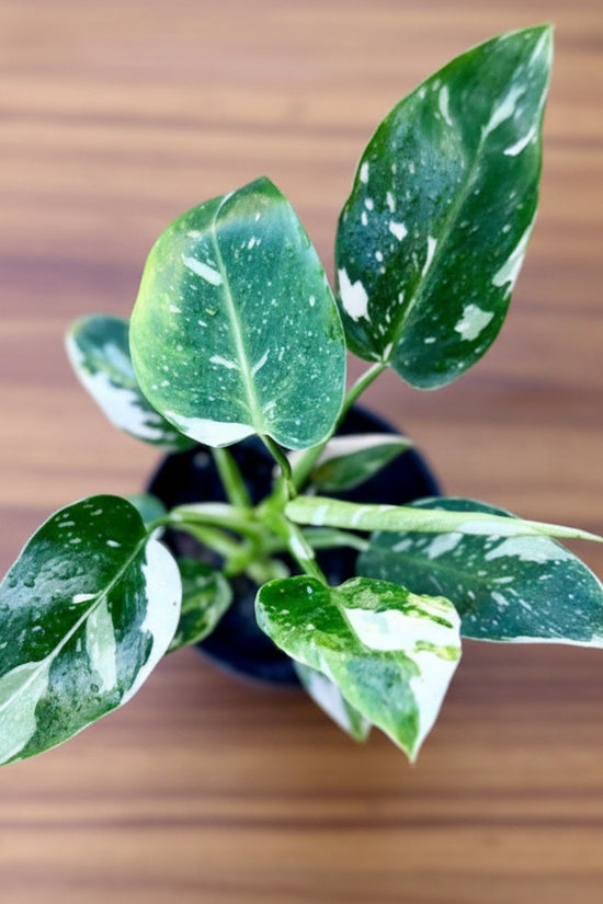 Small Philodendron White Wizard potted plant with green leaves on a blue background