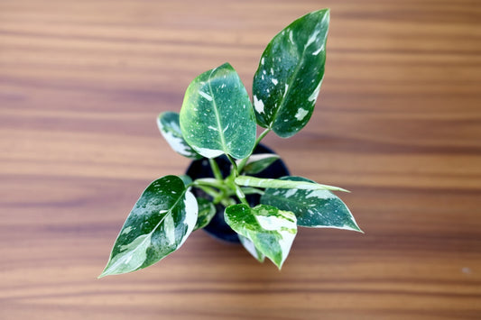 Small Philodendron White Wizard potted plant with green leaves on a blue background
