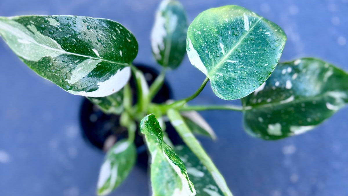 Small green plant Philodendron White Wizard with water droplets on leaves against a blue background