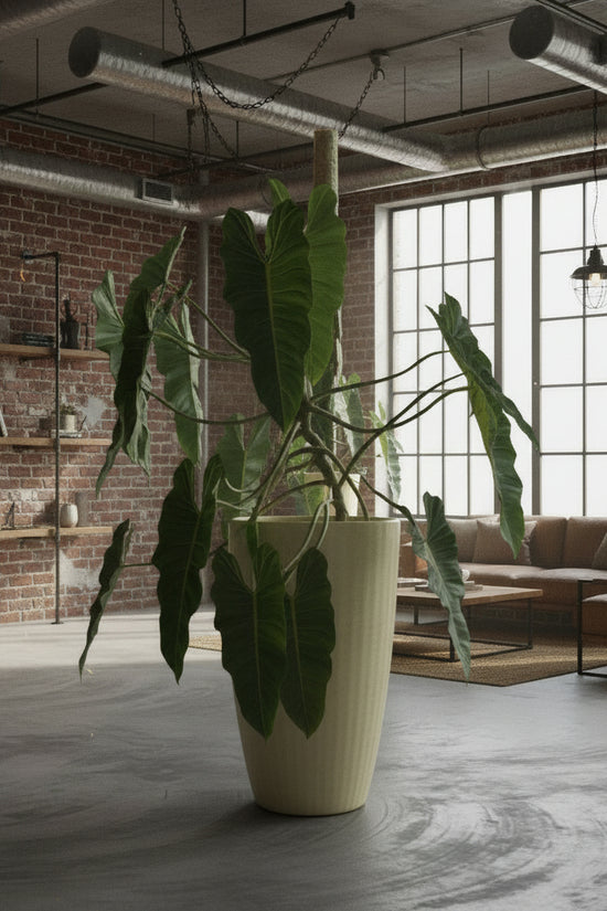 Potted Philodendron billietiae in a modern interior setting with large windows
