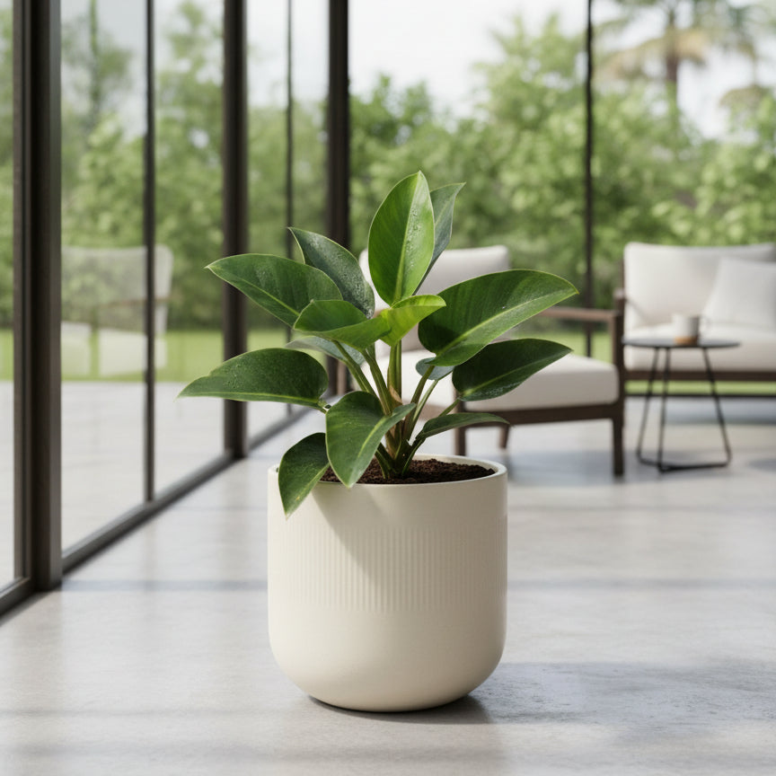 Potted plant on a light wooden surface