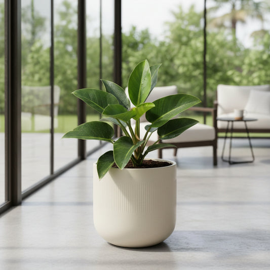 Potted plant on a light wooden surface