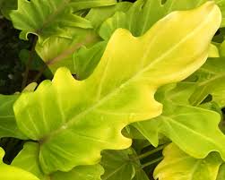 Philodendron hybrida - 'Gold Bullion'