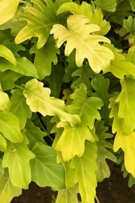 Close-up of green leaves with a blurred background