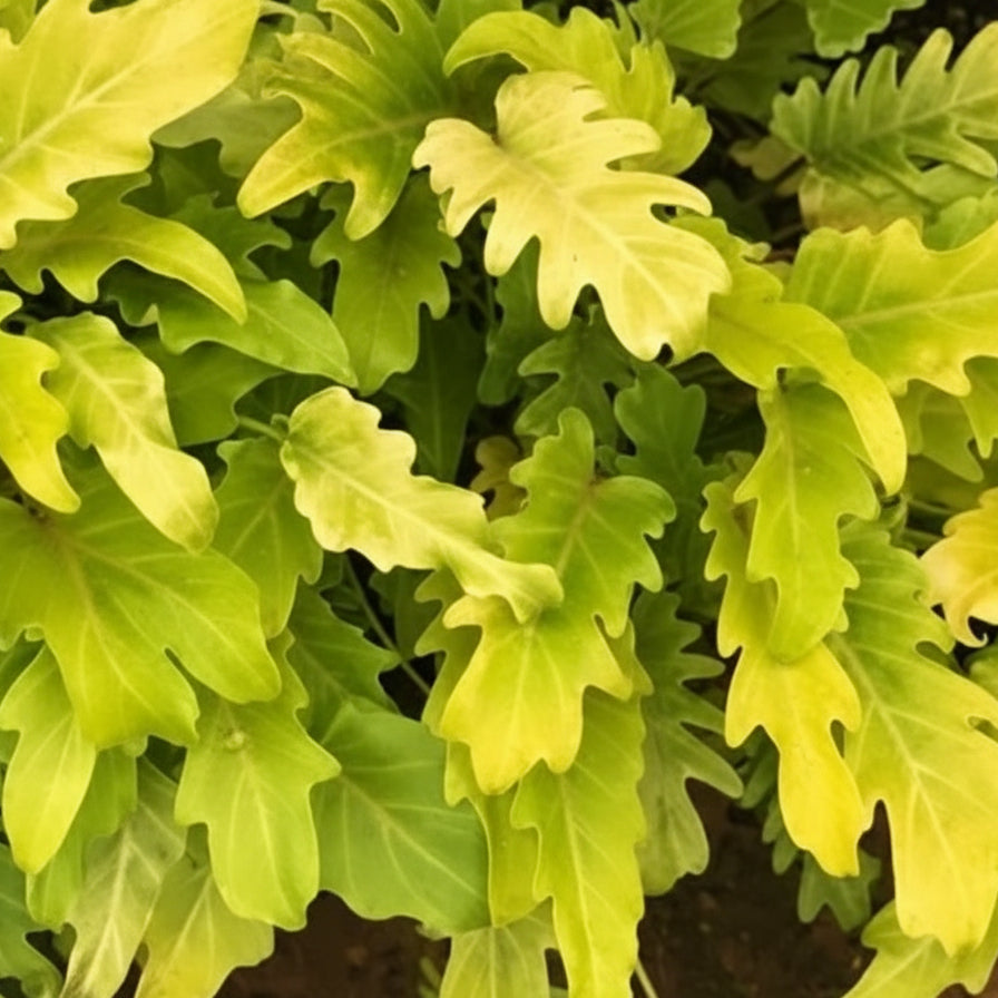 Close-up of green leaves with a blurred background