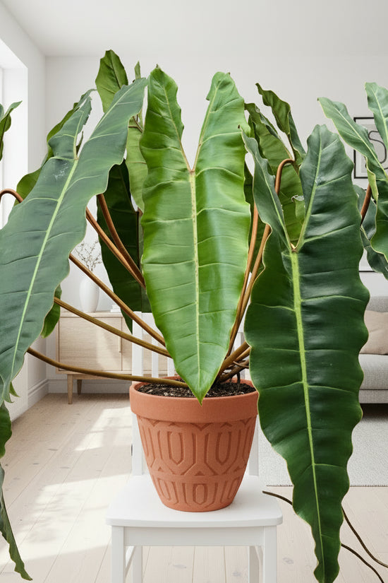Potted plant with large green leaves on a small white stool against a textured wall.