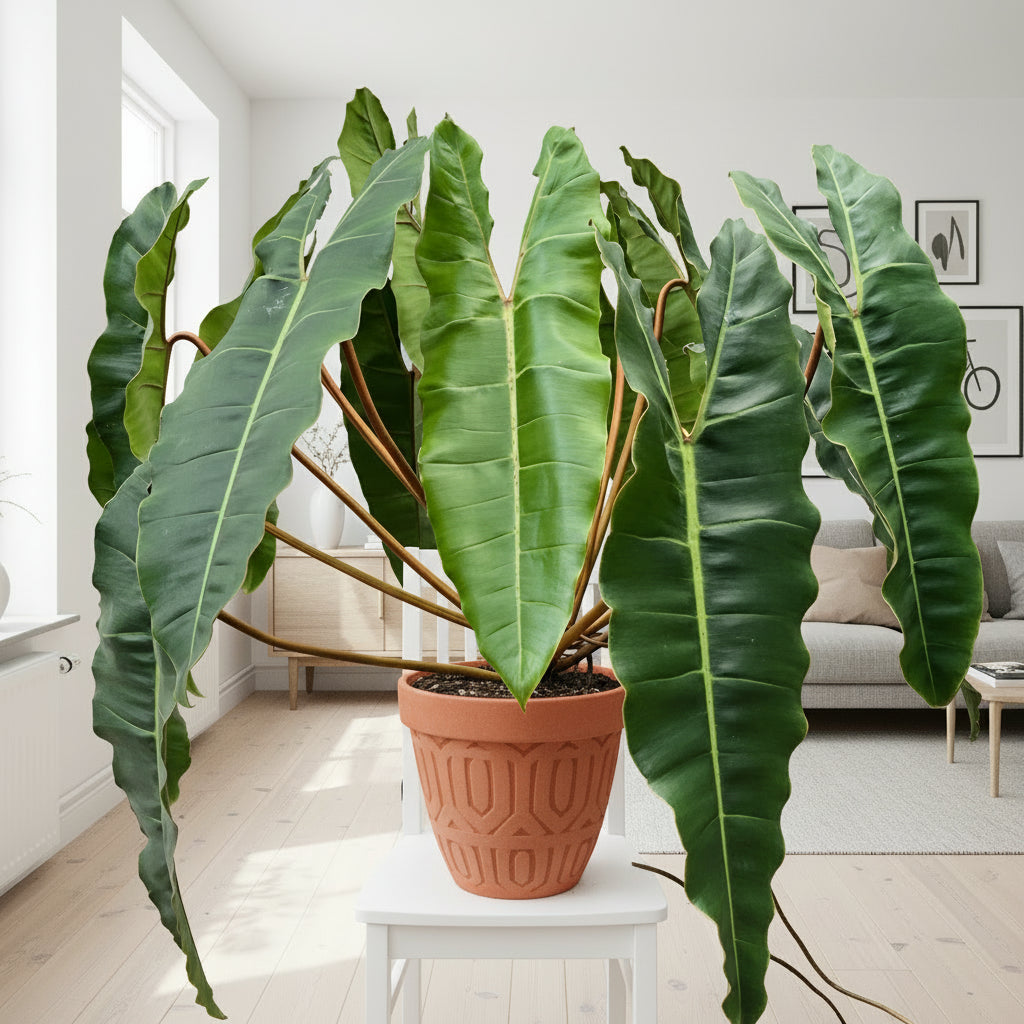 Potted plant with large green leaves on a small white stool against a textured wall.