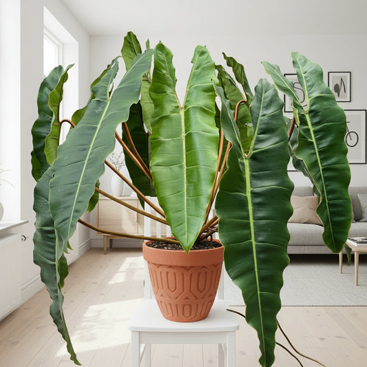 Potted plant with large green leaves on a small white stool against a textured wall.