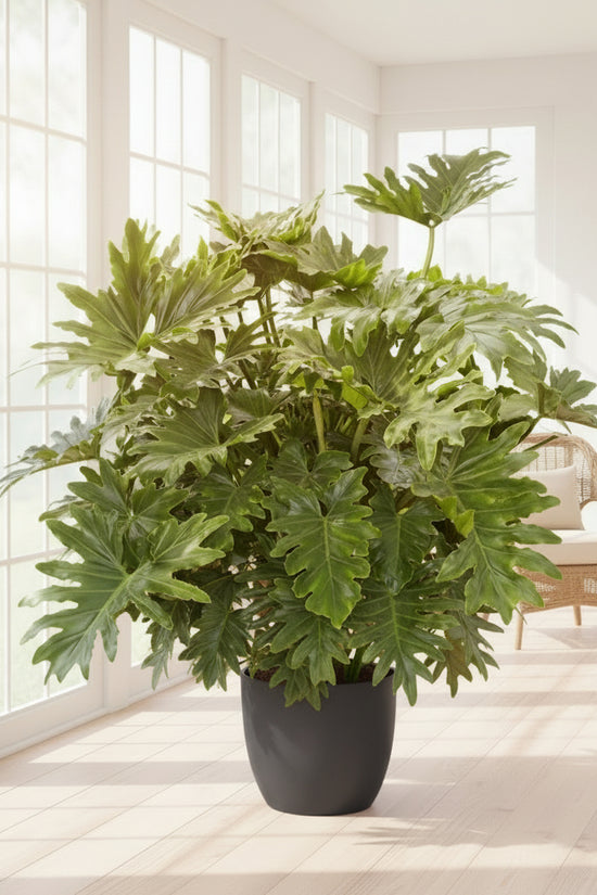 Close-up of a ShangriLa with large green leaves with a blurred background