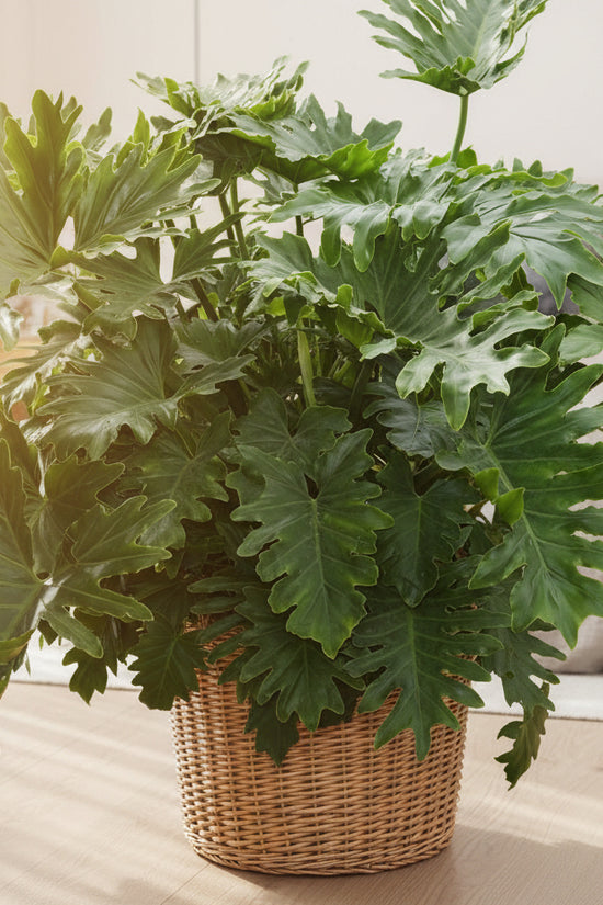 ShangriLa plant with large green leaves on a concrete surface
