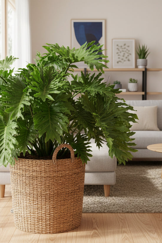 Large green leafy ShangriLa plant on a gravel surface with chairs and plants in the background