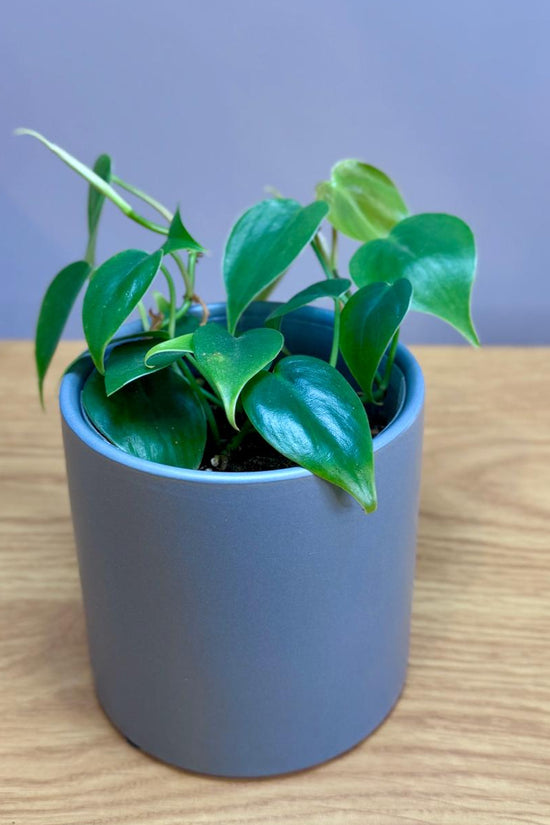 Potted Philodendron cordatum 'Heartleaf' plant on a wooden surface with a plain background