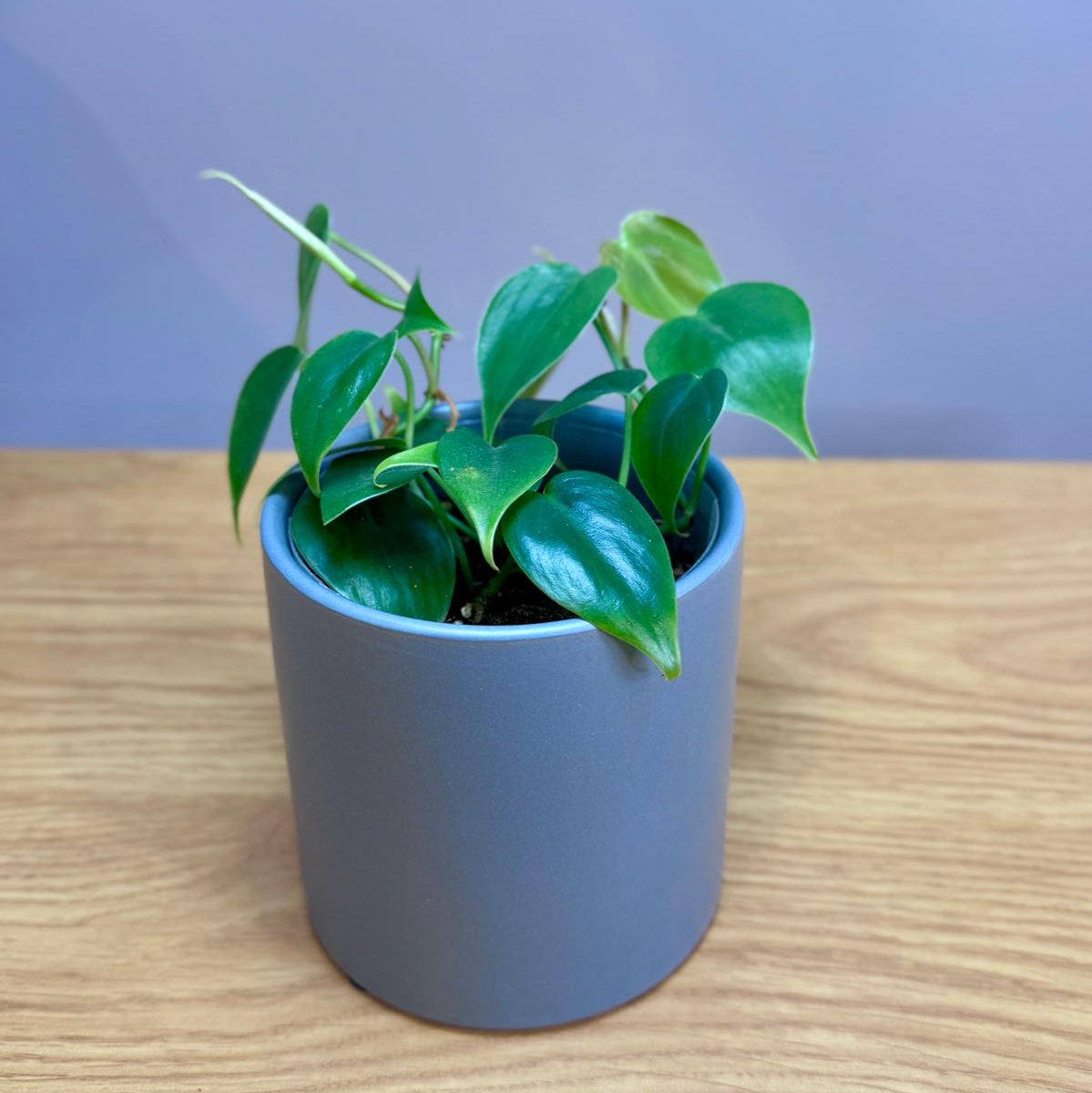 Potted Philodendron cordatum 'Heartleaf' plant on a wooden surface with a plain background