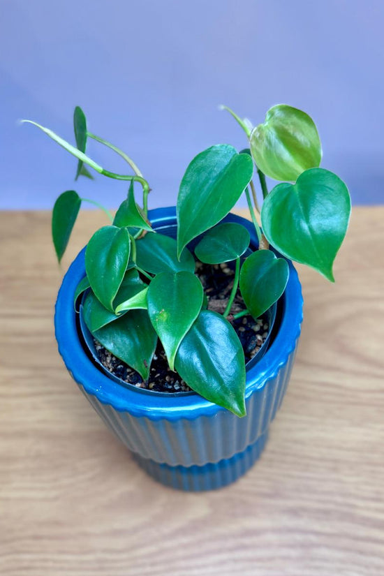 Potted Philodendron cordatum 'Heartleaf' plant in a blue pot on a wooden surface with a light blue background