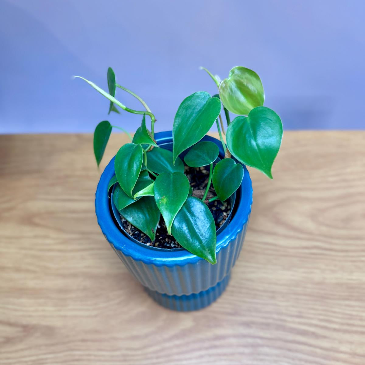 Potted Philodendron cordatum 'Heartleaf' plant in a blue pot on a wooden surface with a light blue background