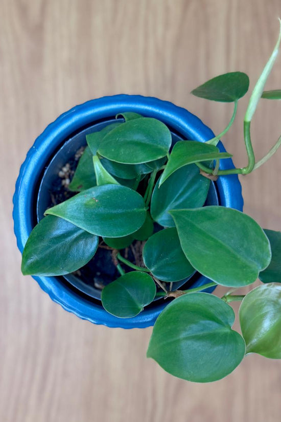 Potted Philodendron cordatum 'Heartleaf' plant with green leaves on a wooden surface