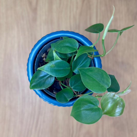 Potted Philodendron cordatum 'Heartleaf' plant with green leaves on a wooden surface