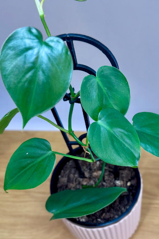 Potted Philodendron cordatum 'Heartleaf' plant with heart-shaped leaves on a wooden surface