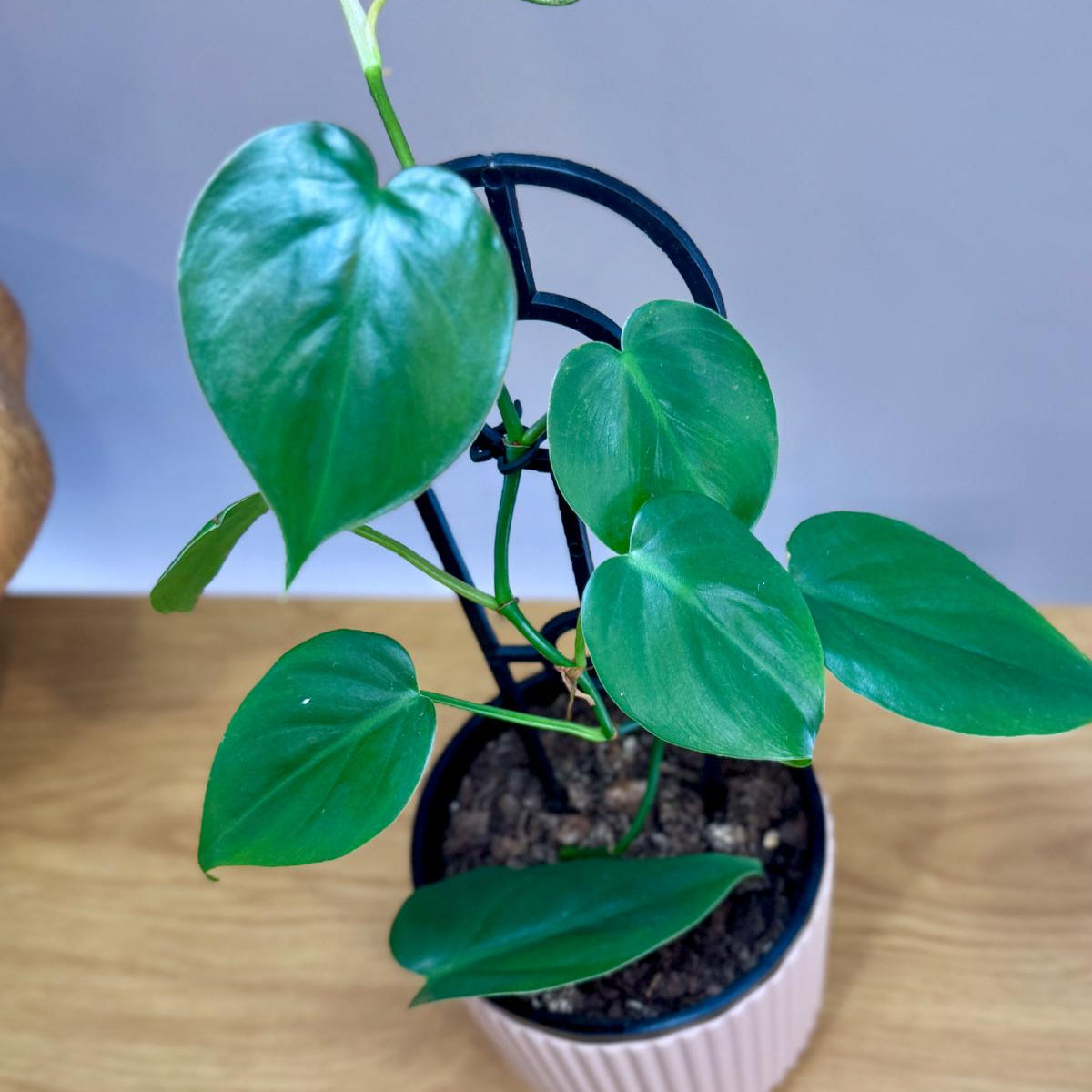 Potted Philodendron cordatum 'Heartleaf' plant with heart-shaped leaves on a wooden surface