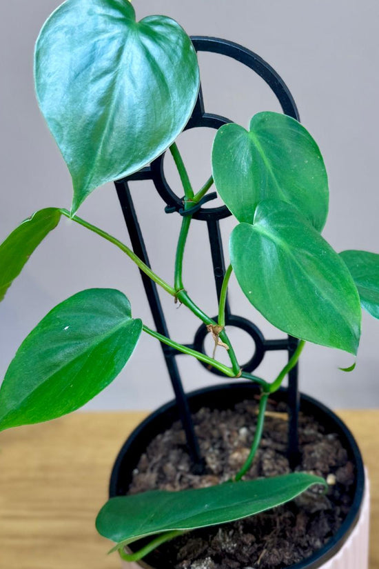 Potted Philodendron cordatum 'Heartleaf' plant with green leaves on a wooden surface