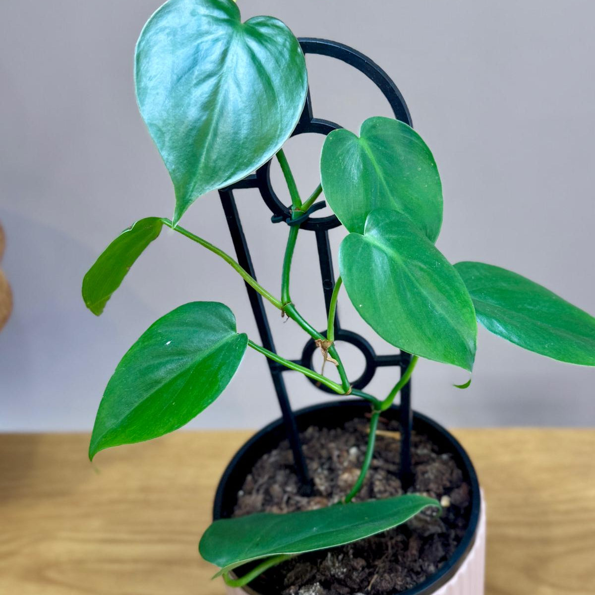 Potted Philodendron cordatum 'Heartleaf' plant with green leaves on a wooden surface