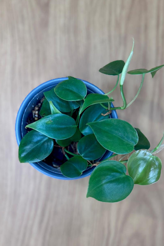 Potted Philodendron cordatum 'Heartleaf' plant on a wooden surface