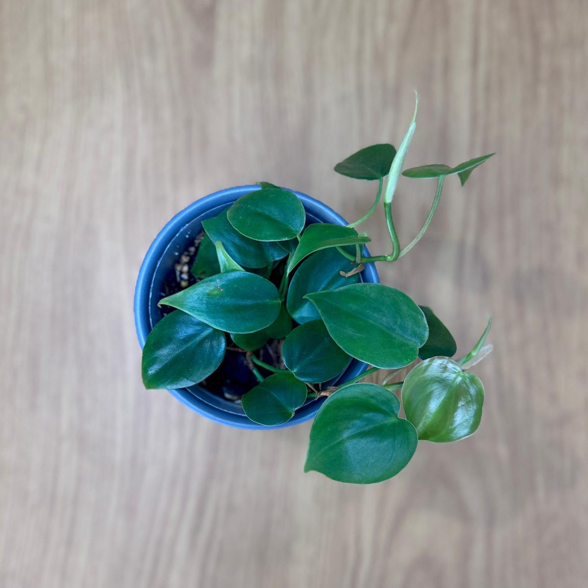 Potted Philodendron cordatum 'Heartleaf' plant on a wooden surface