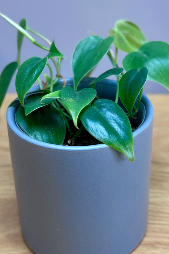 Green potted Philodendron cordatum 'Heartleaf' plant in a grey pot on a wooden surface with a purple background