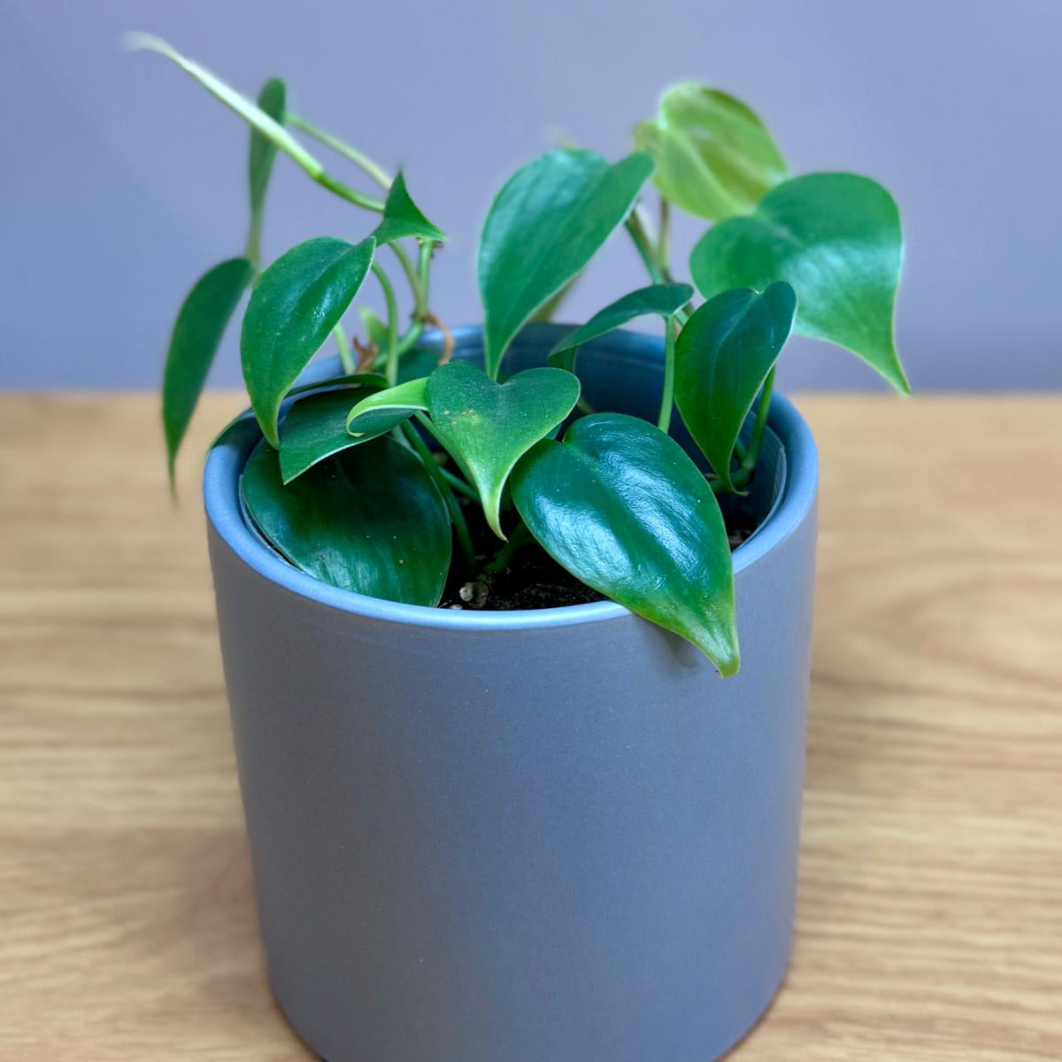 Green potted Philodendron cordatum 'Heartleaf' plant in a grey pot on a wooden surface with a purple background