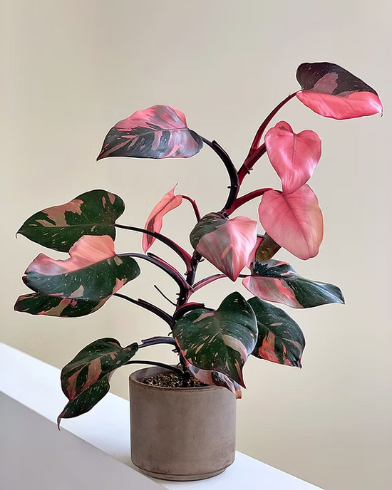 Philodendron erubescens - 'Pink Princess'